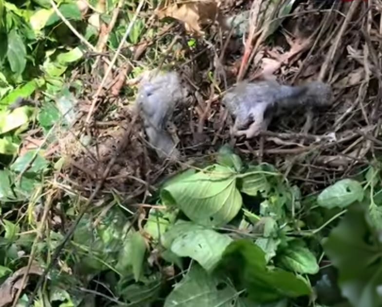 পাখি হত্যার দায়ে শেরপুরে গাছের মালিকের বিরুদ্ধে মামলা