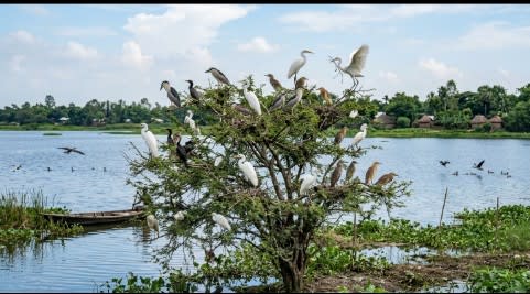 গাছের ডালে ডালে হাজারো পাখি, পঞ্চগড়ের নাজিরপাড়া যেন এক জীবন্ত পাখির রাজ্য