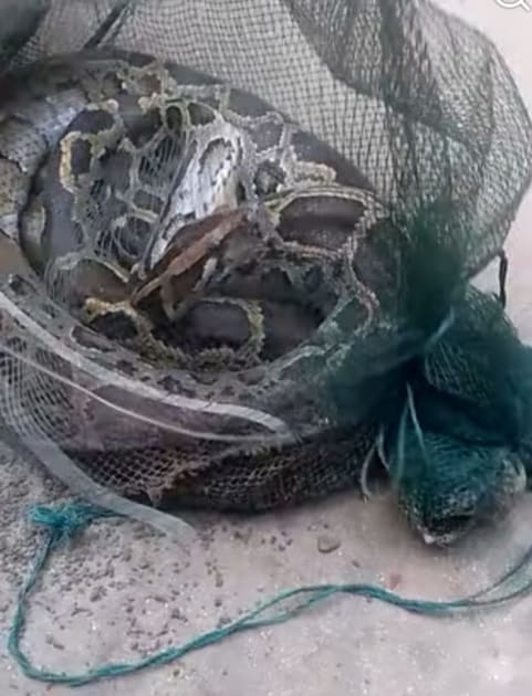 ফুলবাড়ীতে চায়না দুয়ারী জালে ধরা পড়ল ১৩ ফুটের অজগর, ভিড় সামলাতে হিমশিম