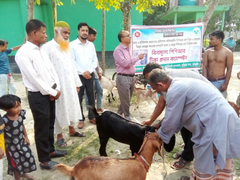 কুড়িগ্রামে বিনামূল্যে পিপিআর টিকা প্রদান ক্যাম্পেইন অনুষ্ঠিত