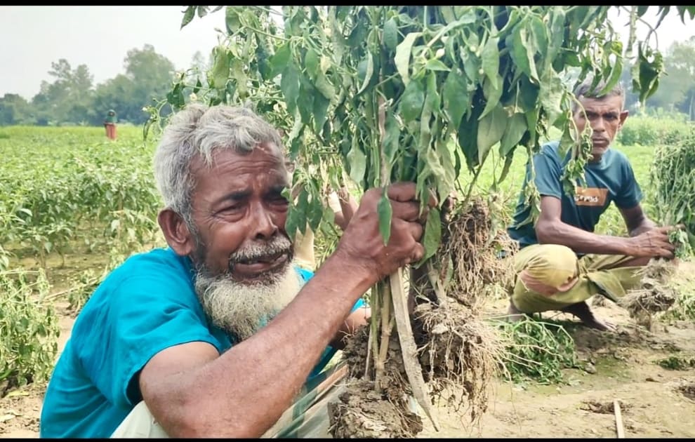 বগুড়ার ধুনটে ৫ কৃষকের মরিচের ক্ষেত নষ্ট, ক্ষতি ১৫ লাখ টাকা